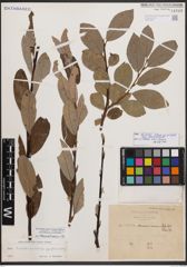 Salix bicolor subsp. basaltica (H. J. Coste) I. V. Belyaeva